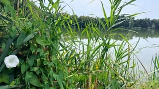 Natuurschoon langs het water