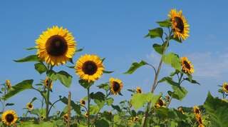 ZONNEBLOEMEN 