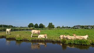 Koeien rusten uit langs het water, blauwe lucht