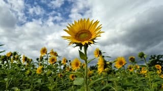 Zonnebloemen bij wolken en zon 