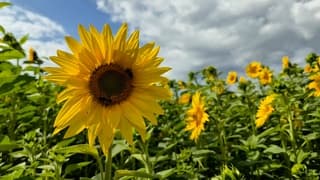 Zonnebloemen in volle bloei 