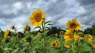 Wolken boven de zonnebloemen 