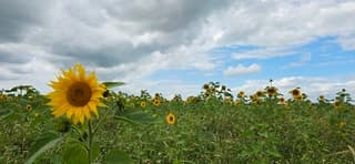 Bewolking en wind boven Groninger zonnebloemen 