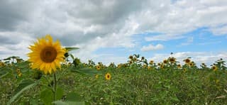Bewolking en wind boven Groninger zonnebloemen 
