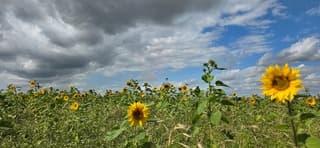 Bewolking en wind boven Groninger zonnebloemen 