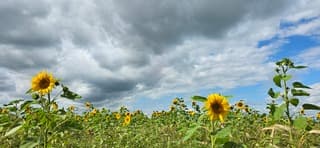 Bewolking en wind boven Groninger zonnebloemen 