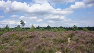 Zon, wolken, Hollands zomerweer en bloeiende hei