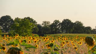 Zonnebloemen tijdens de zonsondergang