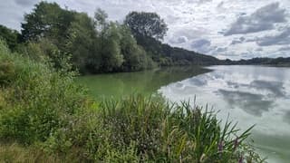 Blauwalg