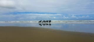 Ameland strand 