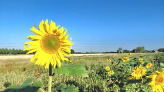zonnig strak blauwe lucht  zonnebloemen 