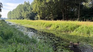 Milo zoekt zwemwater, maar houdt zijn staart droog