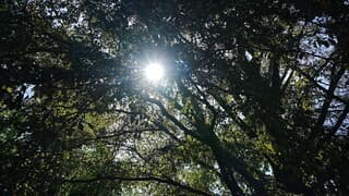 Volle zon 