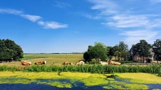 Zonnende koeien