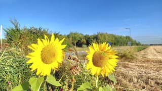 zonnebloemen 