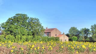 veld met zonnebloemen 