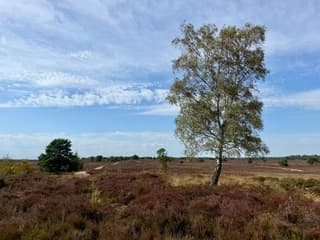 Bloeiende heide/zon/wolken.