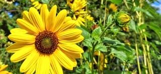 Zonnebloem in de zon vandaag 