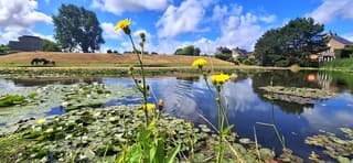 Vijver steeds kleiner door verdampen water