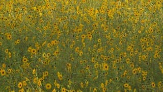 1000 zonnebloemen
