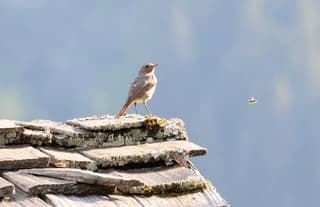 Zwarte roodstaart in de Haute Savoie
