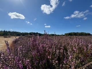 Heide in bloei