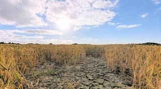 Droge graanvelden op gebarsten land als gevolg van droogte.