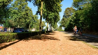 Bladval van bomen. 