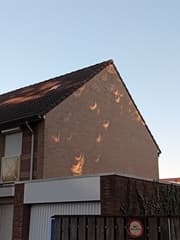 Projectie van de eclipse door de bomen