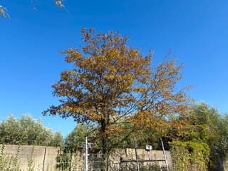 Herfstkleuren 