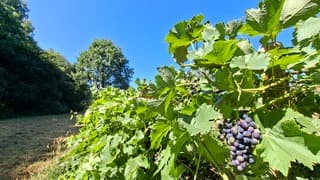 Ook de druiven vragen om water