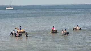 paarden in de westerschelde