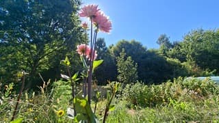 Roze Dahlia bloemen in bloei onder blauwe lucht