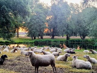 Schapen ontwaken op dorre vlakte
