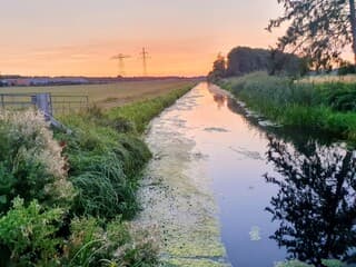 Steeds meer blauwalg 
