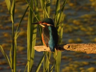 Ijsvogel tijdens de zonsopgang vanmorgen vroeg 