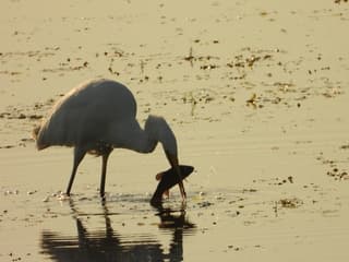 SilverReiger met een Hollandse nieuwe als ontbijt 