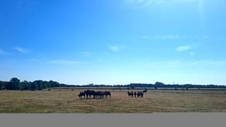 Koeien in geel weiland/geen schaduw