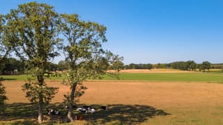 Koeien onder de bomen vandaag