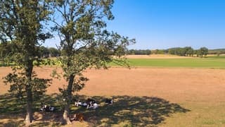 Koeien onder de bomen vandaag.