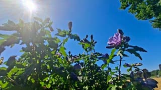 Blauwe lucht en stralende zonneschijn vandaag