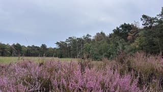 Bloeiende heide