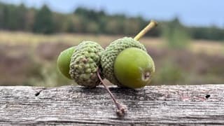 Puur natuur
