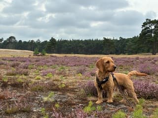 Heide op de Sahara in Ommen 