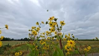Koolwitje vlinder boven Zonnekroon bloemen en buien luchten, lang geleden