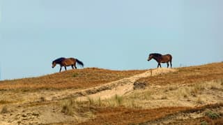 Vanmiddag in de duinen van Egmond aan Zee 