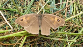Vanmiddag in de duinen van Egmond aan Zee 