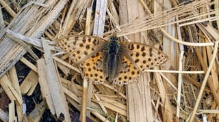 Vanmiddag in de duinen van Egmond aan Zee 