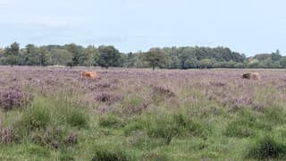 Heide in bloei