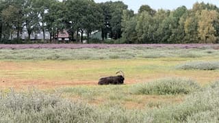 Heide in bloei